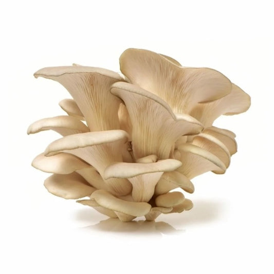 CHAMPIGNON PLEUROTTE 500GR